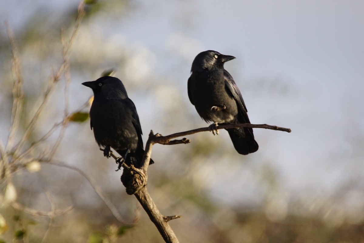 Eurasian Jackdaw - ML647908238