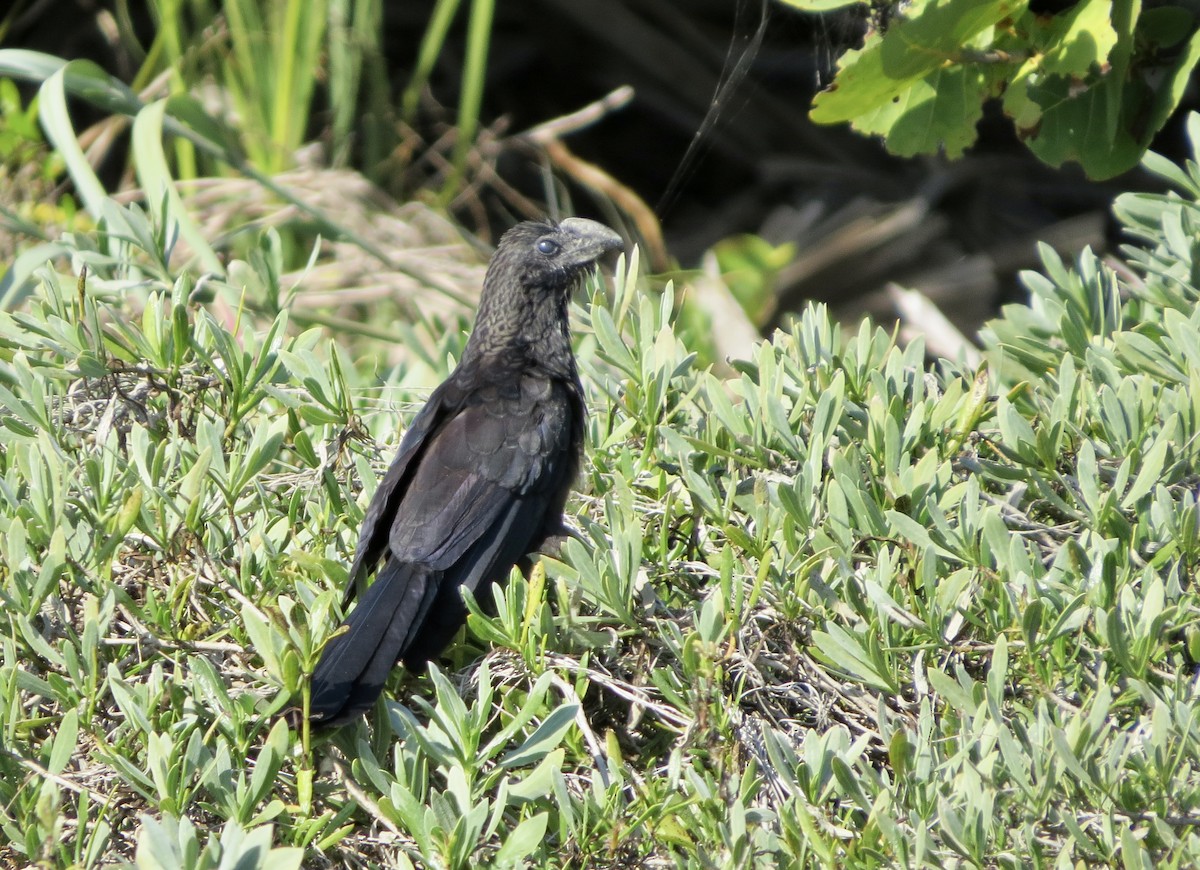 Smooth-billed Ani - ML647908239