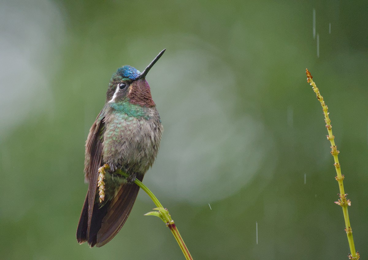 Purple-throated Mountain-gem - ML647908240