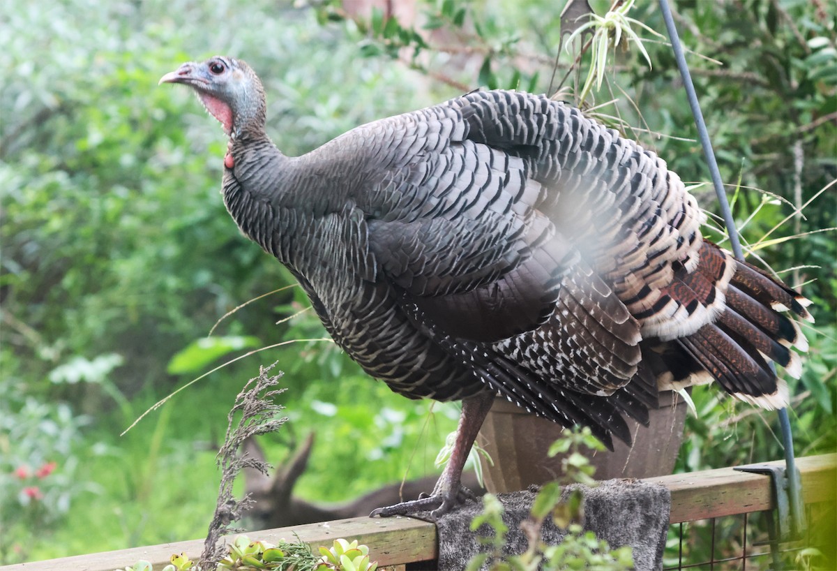 火雞 - ML647908241