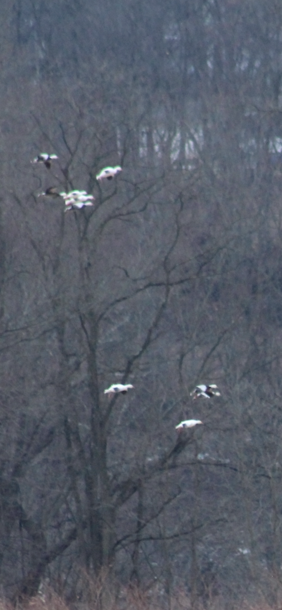 Snow Goose - ML647908246