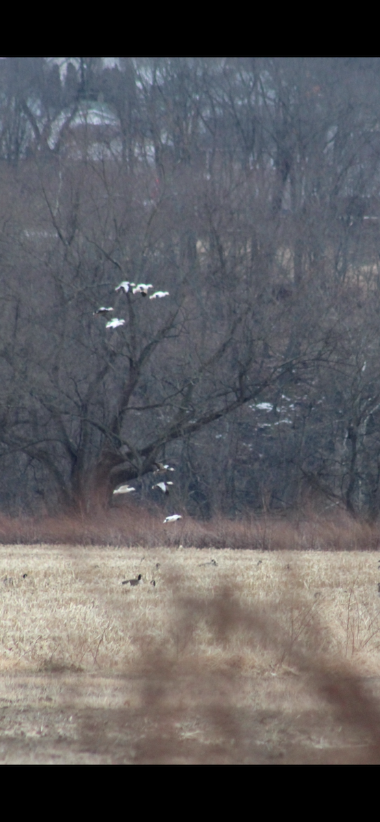 Snow Goose - ML647908247