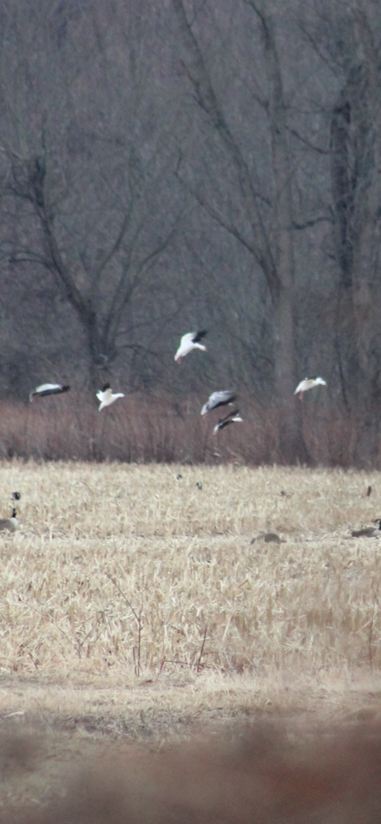 Snow Goose - ML647908248