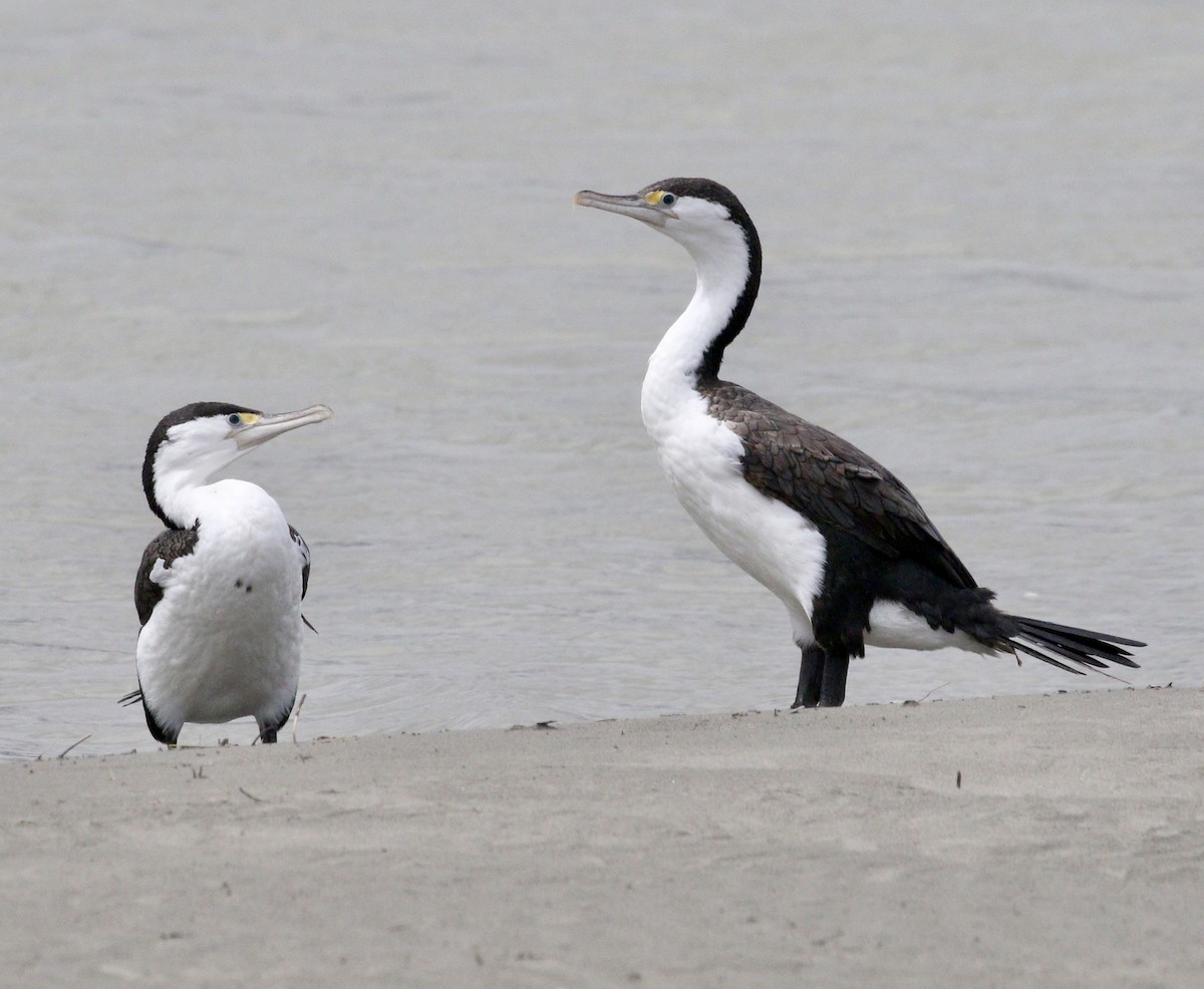 黑領高蹺鴴 - ML647908250