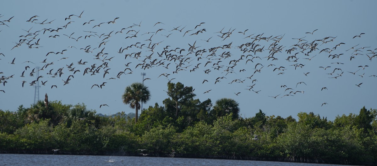 American Avocet - ML647908251