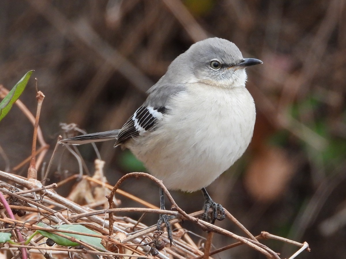 Northern Mockingbird - ML647908256