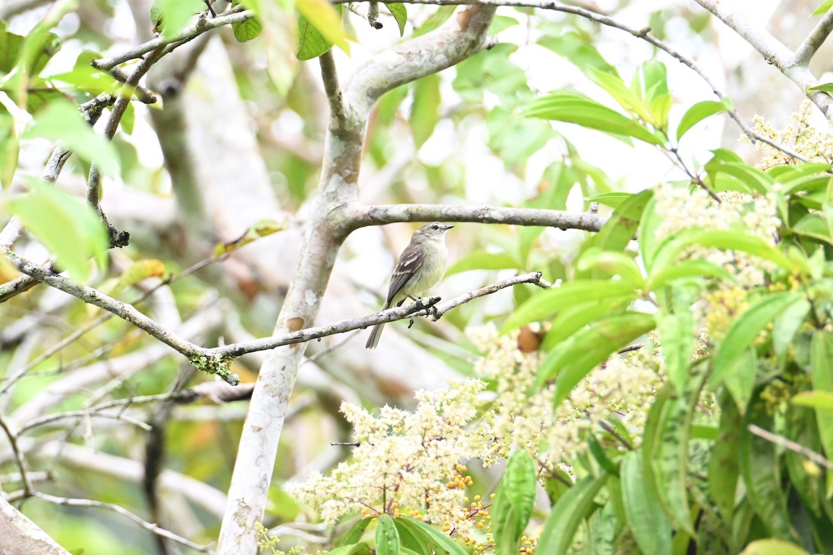 Mouse-colored Tyrannulet - ML647908261