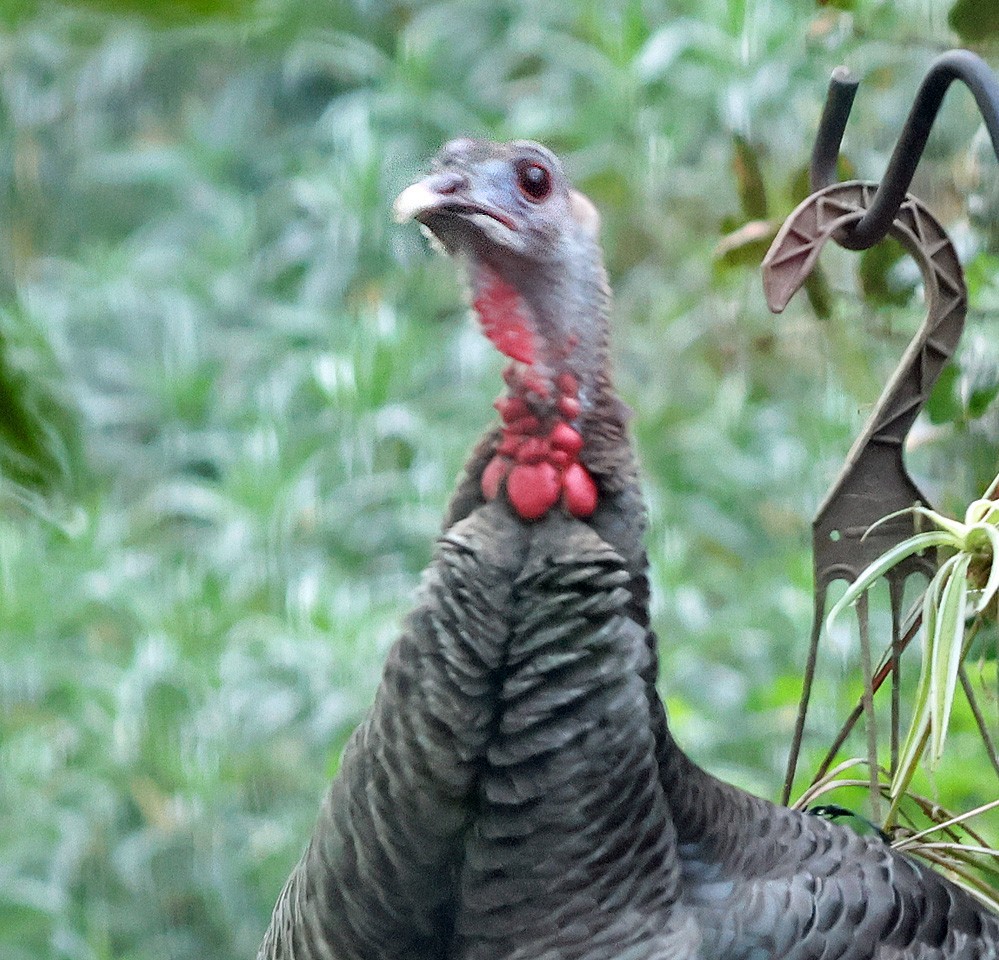 火雞 - ML647908264