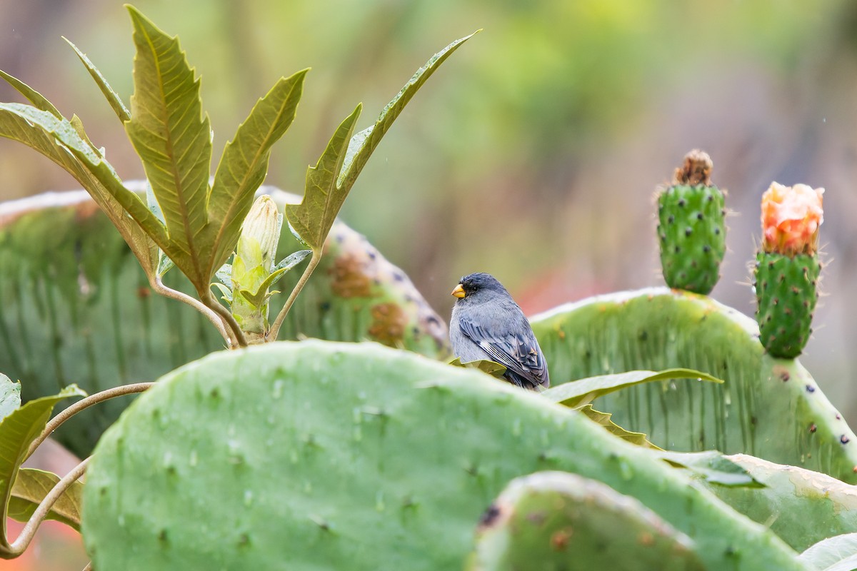 Band-tailed Seedeater - ML647908265