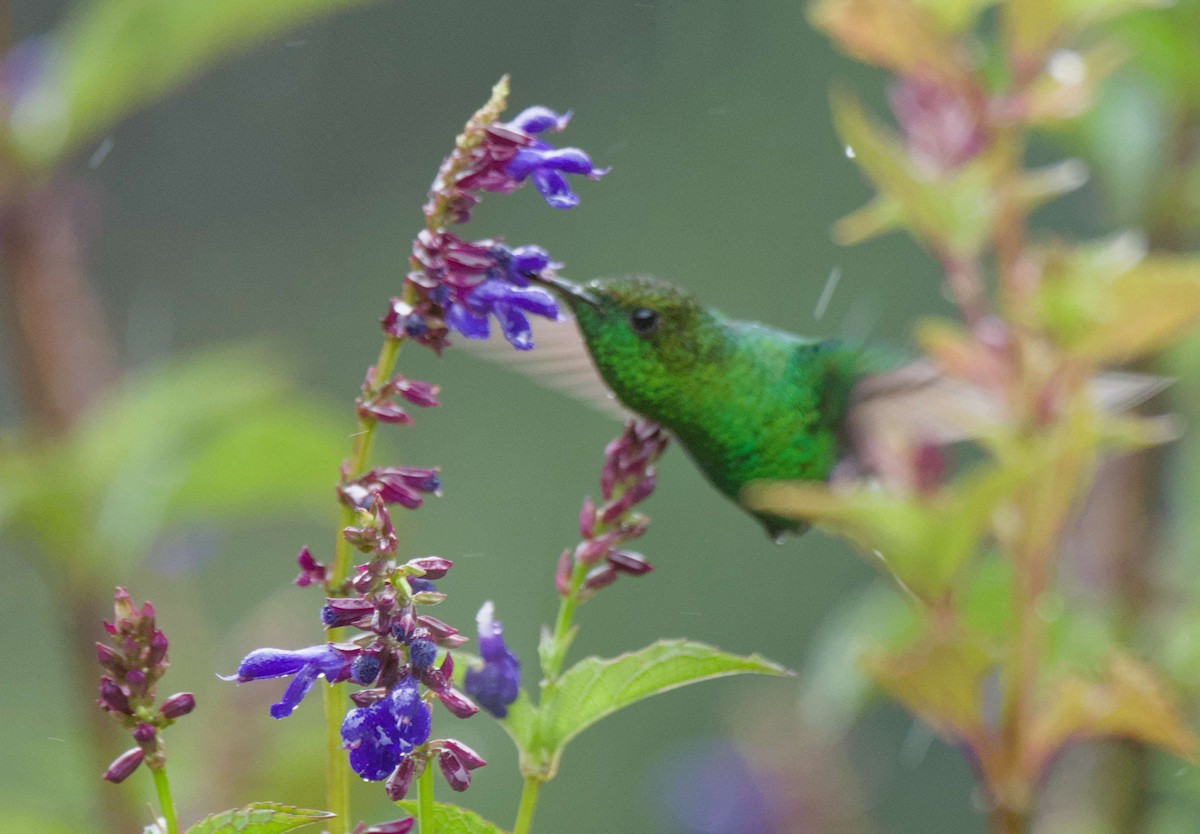 Coppery-headed Emerald - ML647908266