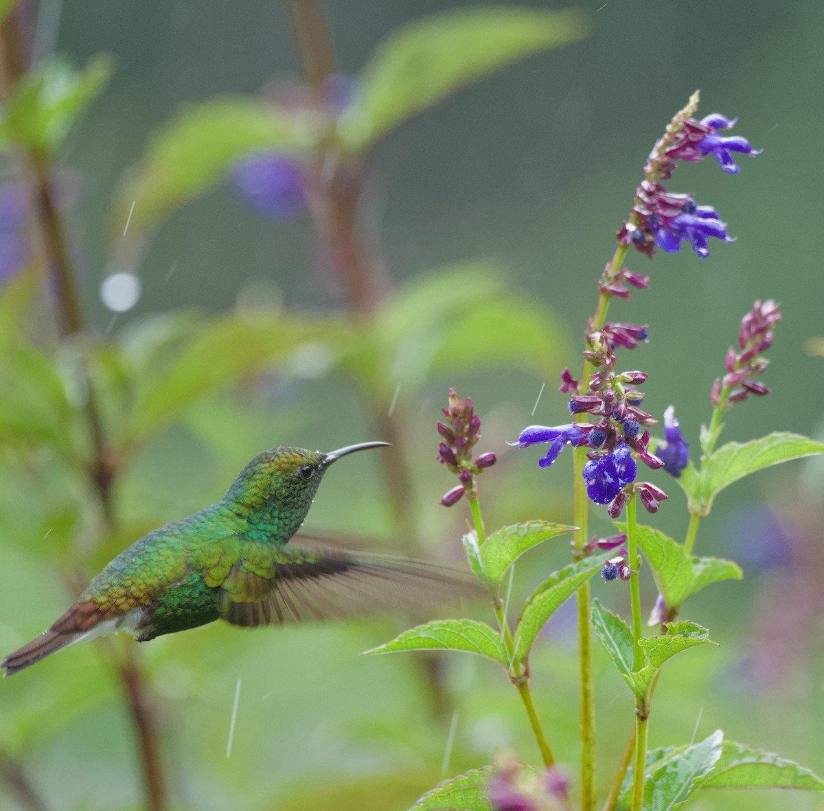 Coppery-headed Emerald - ML647908267