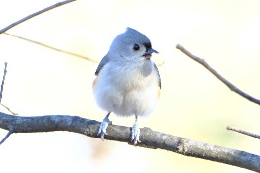 Tufted Titmouse - ML647908270
