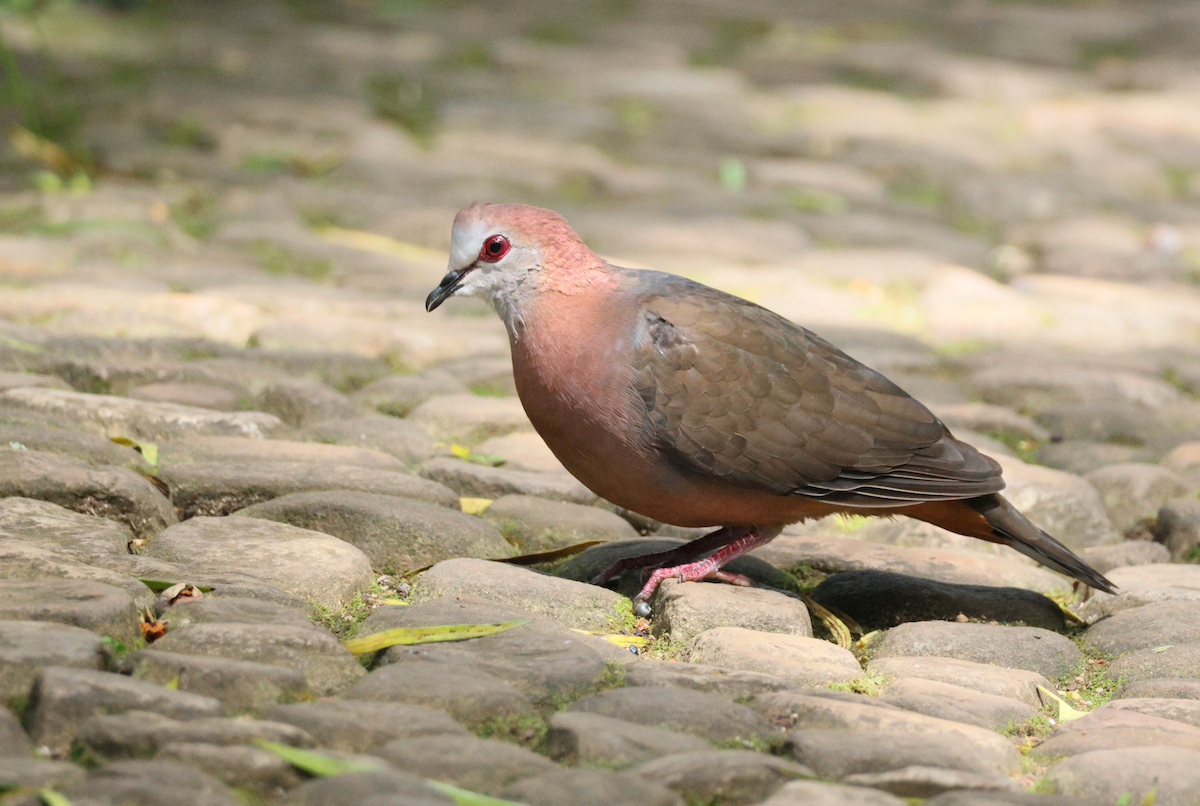 Lemon Dove - ML647908441