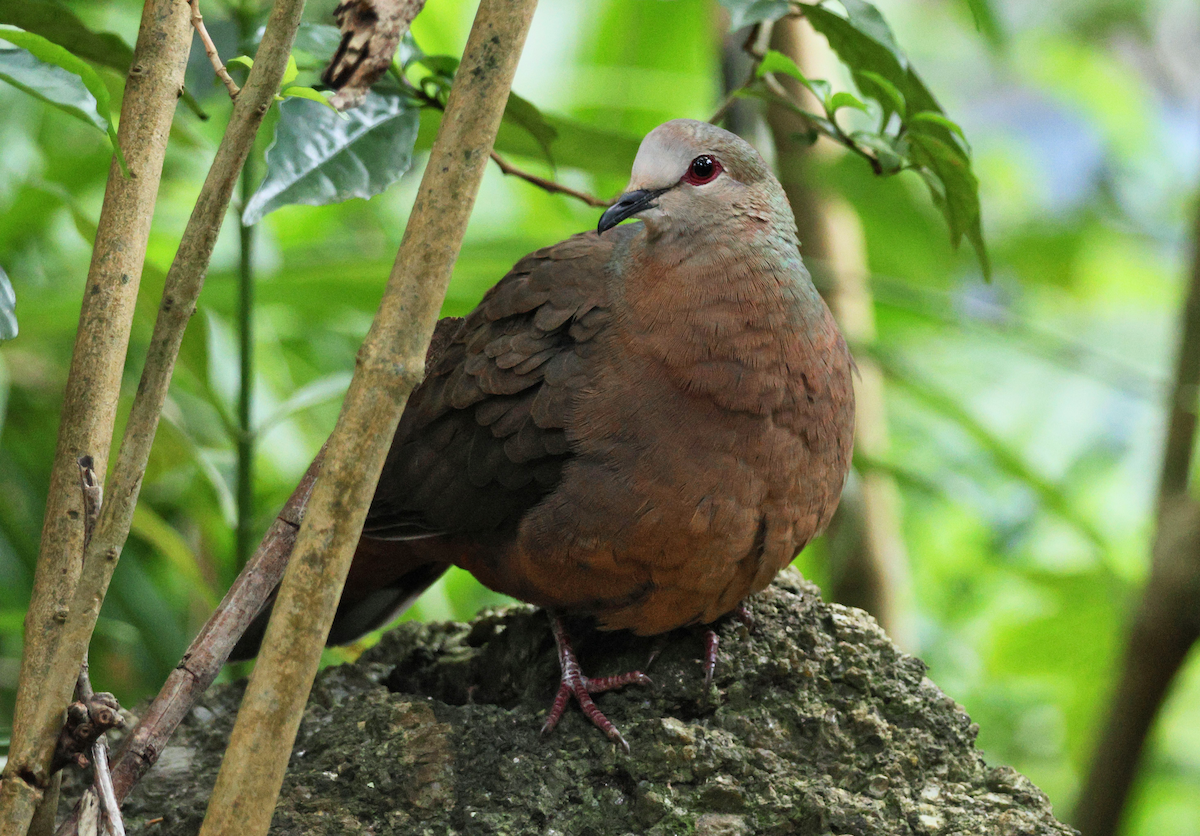 Lemon Dove - ML647908442