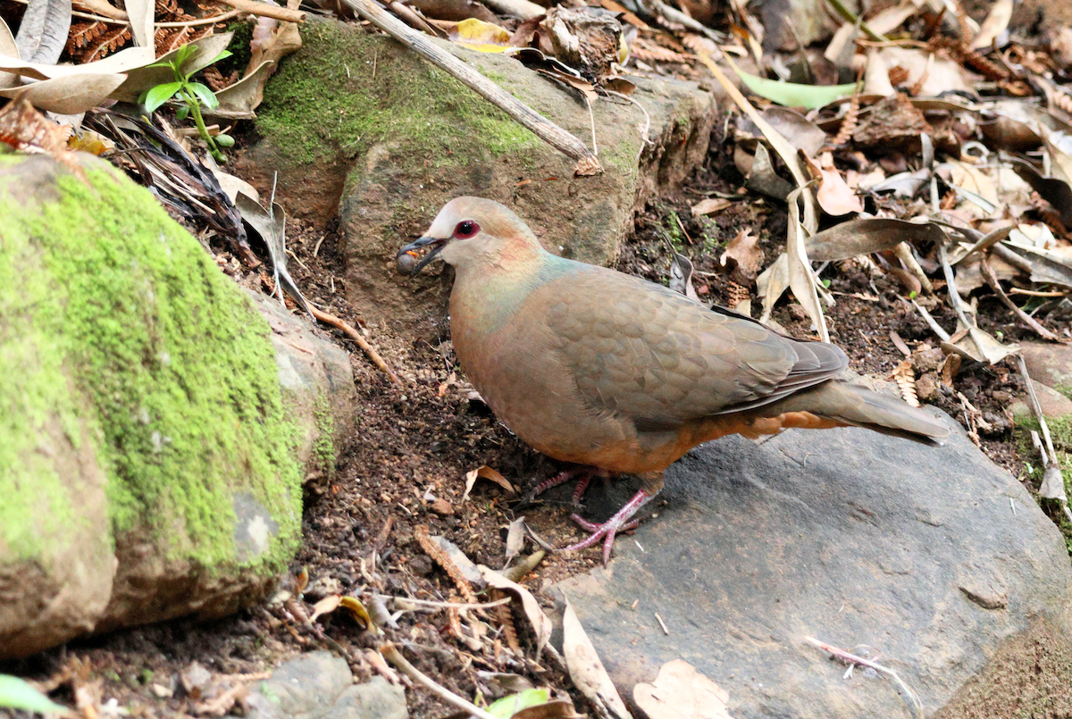 Lemon Dove - ML647908445