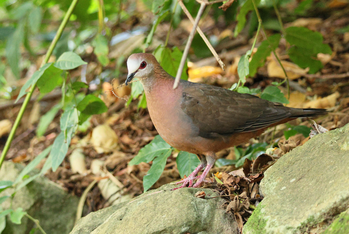 Paloma Caripálida - ML647908446