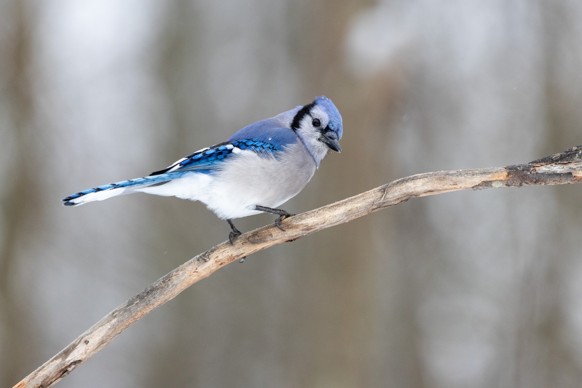 Blue Jay - ML647908453