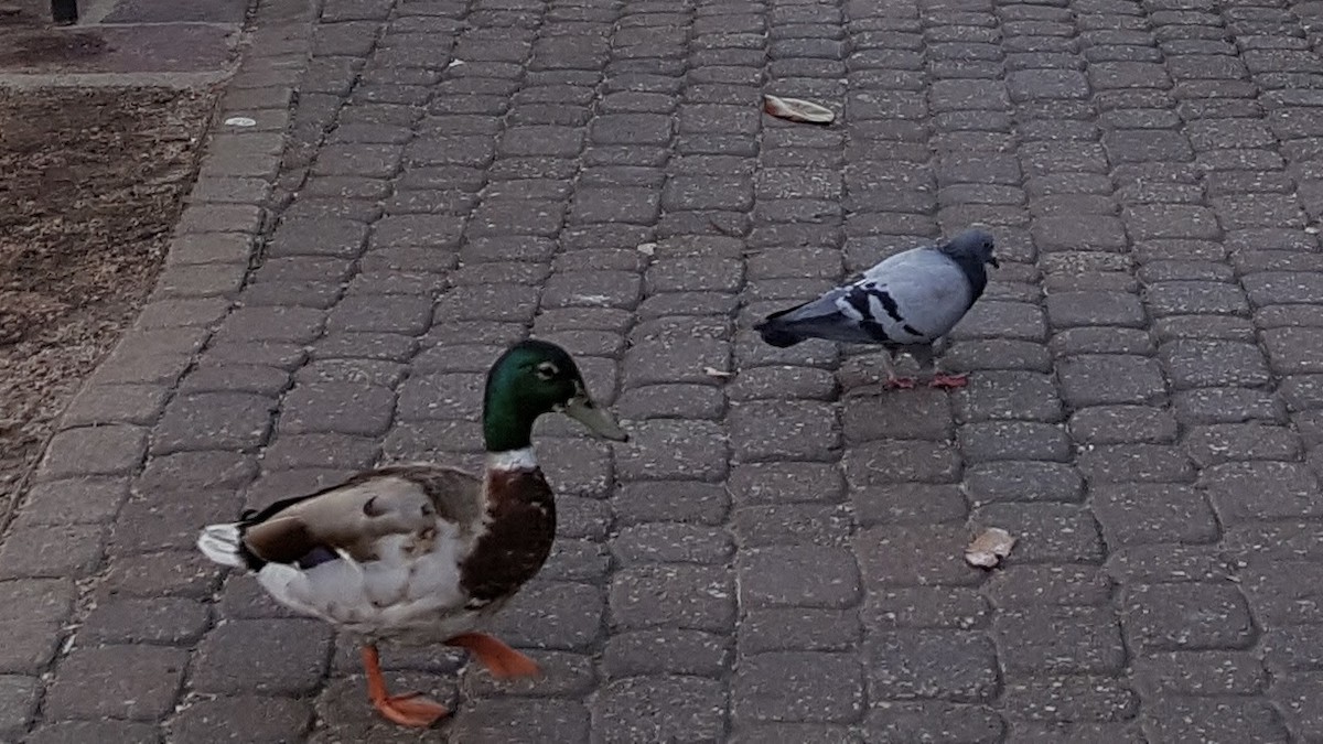 野鴿(野化) - ML647908460