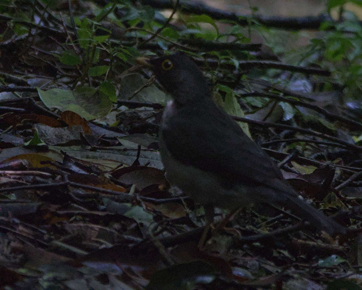 White-throated Thrush - ML647908461