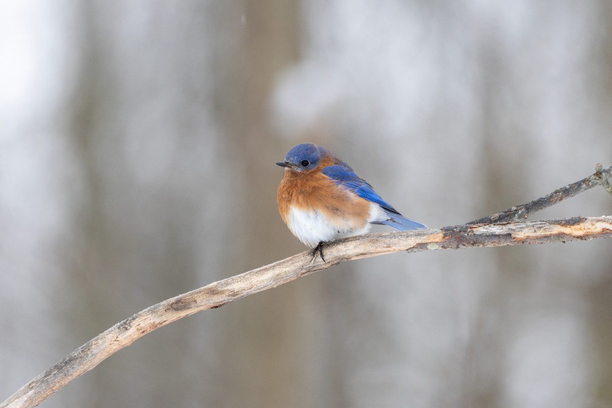 Eastern Bluebird - ML647908462