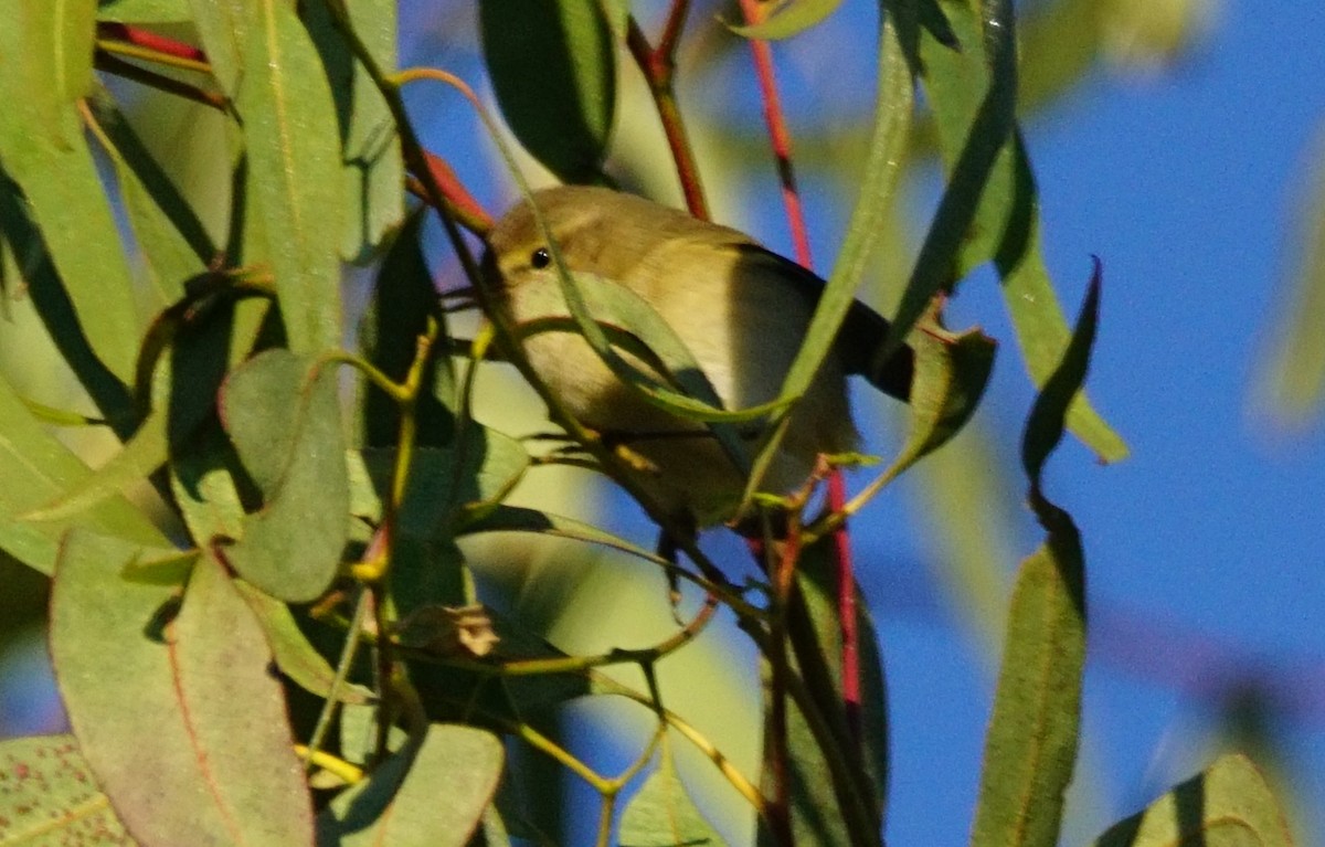 嘰喳柳鶯 - ML647908465