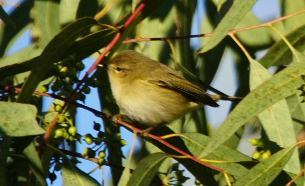 嘰喳柳鶯 - ML647908466