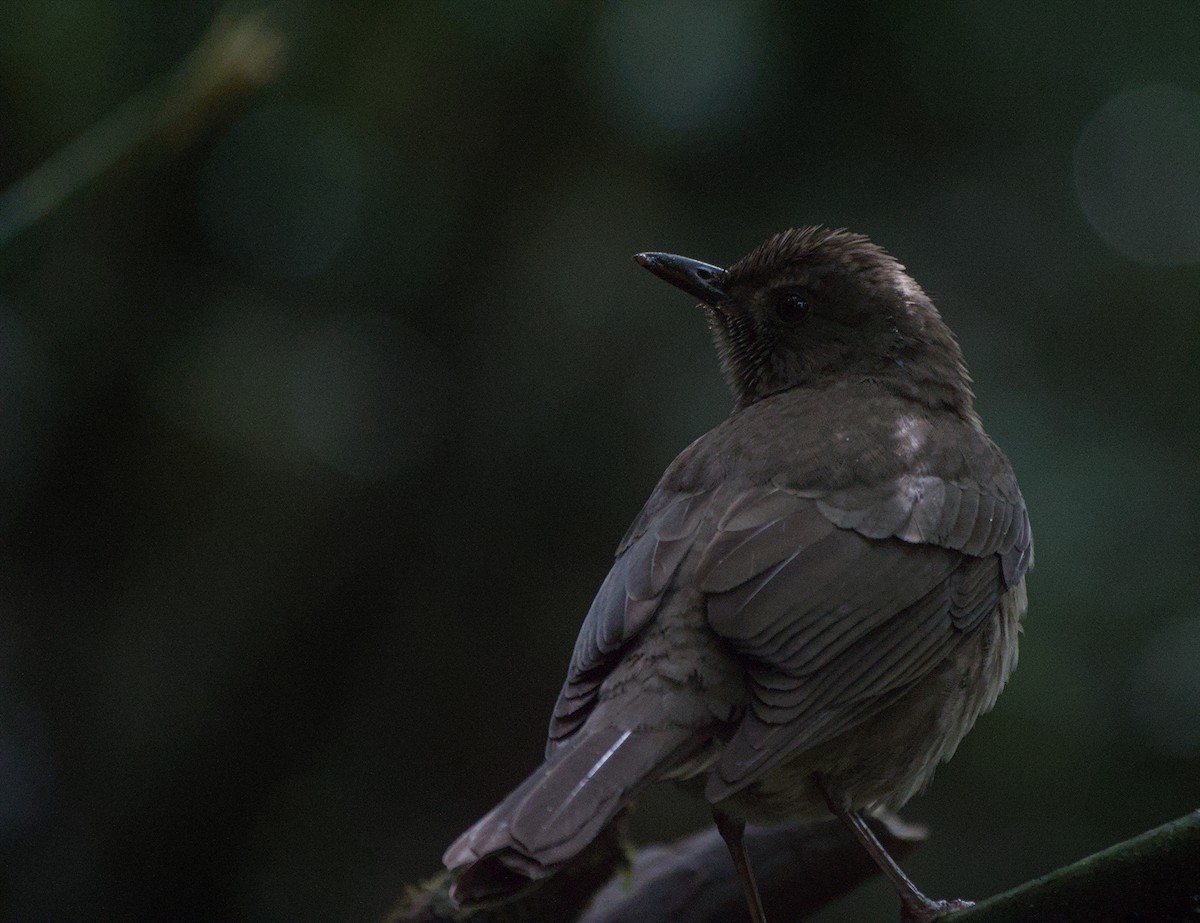 Mountain Thrush - ML647908468