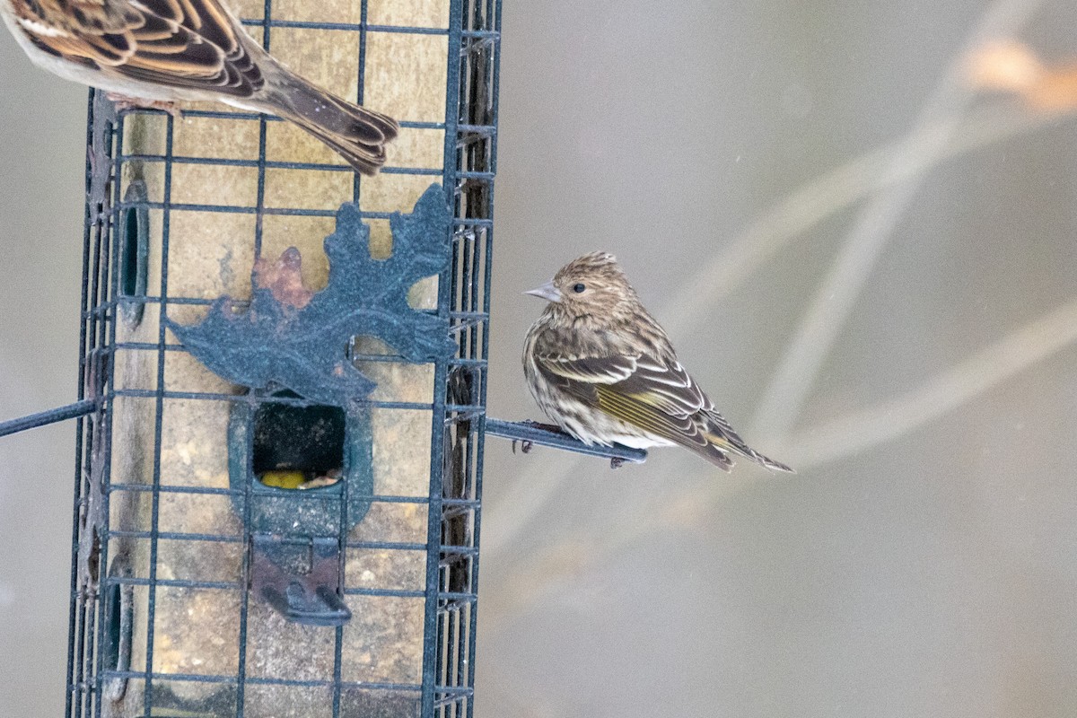 Pine Siskin - ML647908471