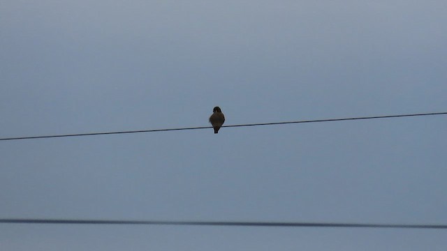 American Kestrel - ML647908473