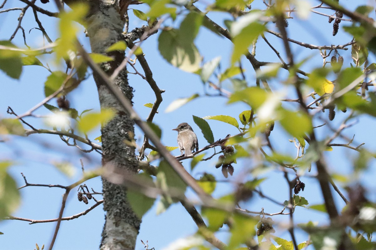 Willow Flycatcher - ML647908474