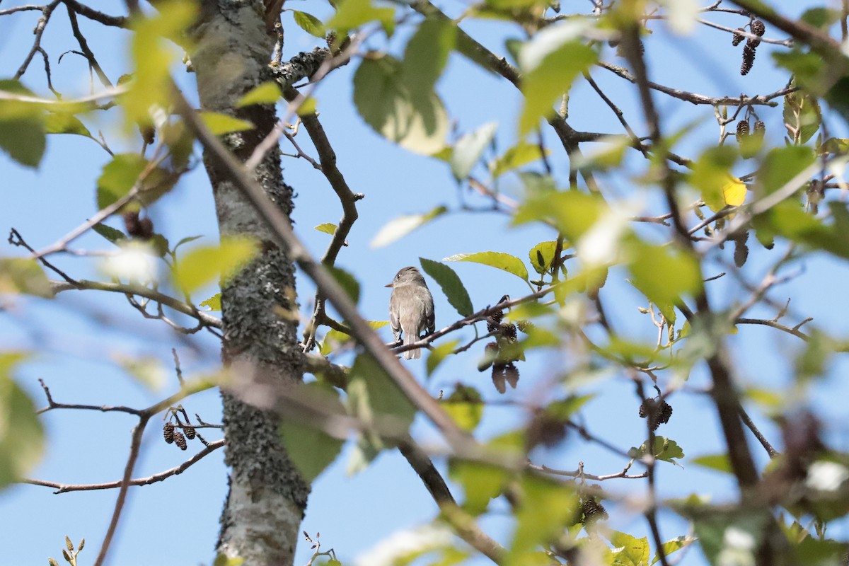 Willow Flycatcher - ML647908475