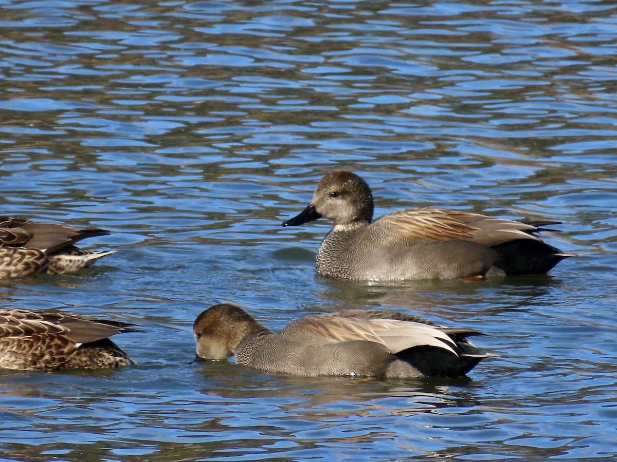赤膀鴨 - ML647908476