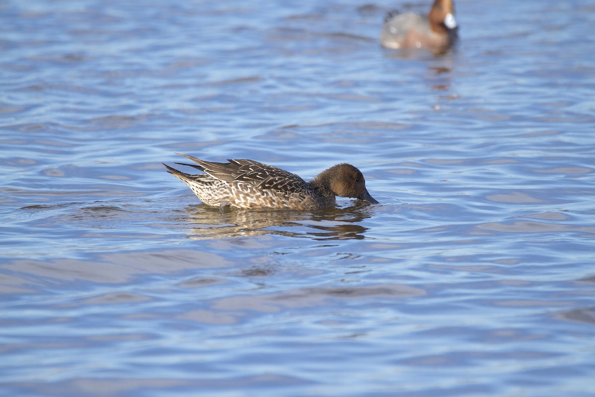 尖尾鴨 - ML647908478