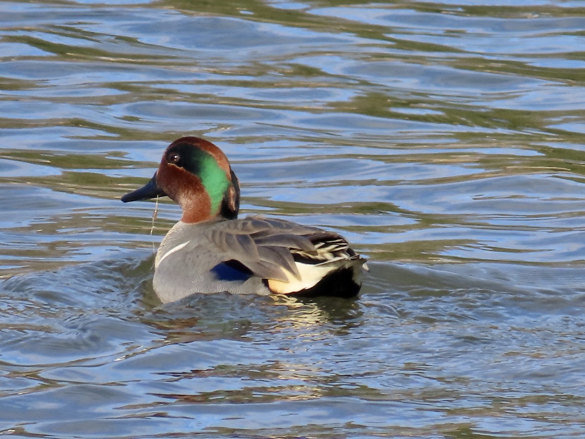 小水鴨 - ML647908479