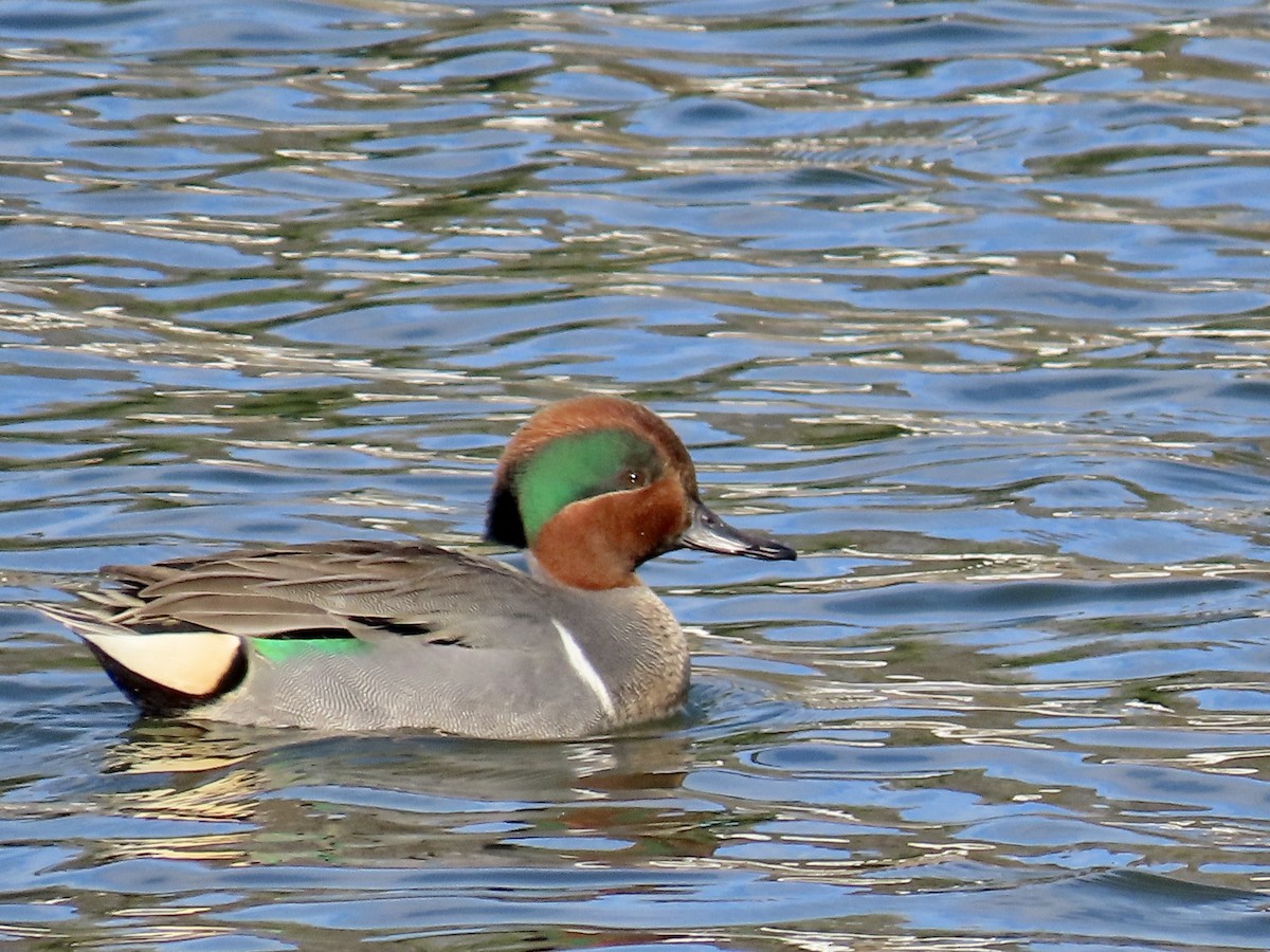 小水鴨 - ML647908480