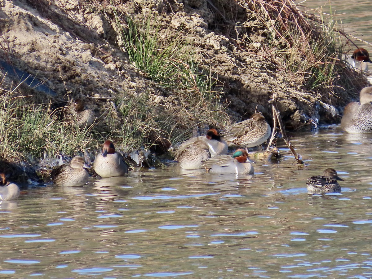 小水鴨 - ML647908481