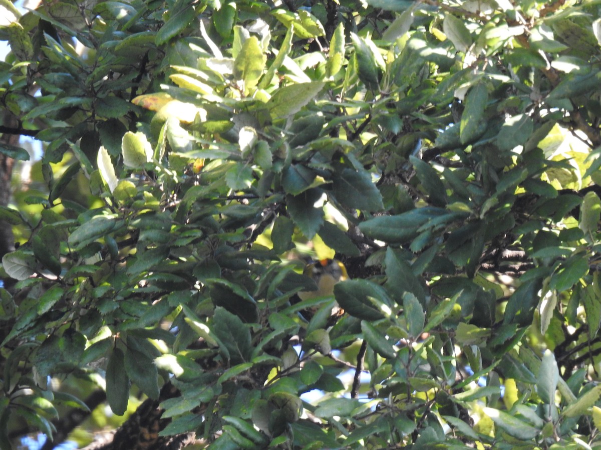 Common Firecrest - ML647908482