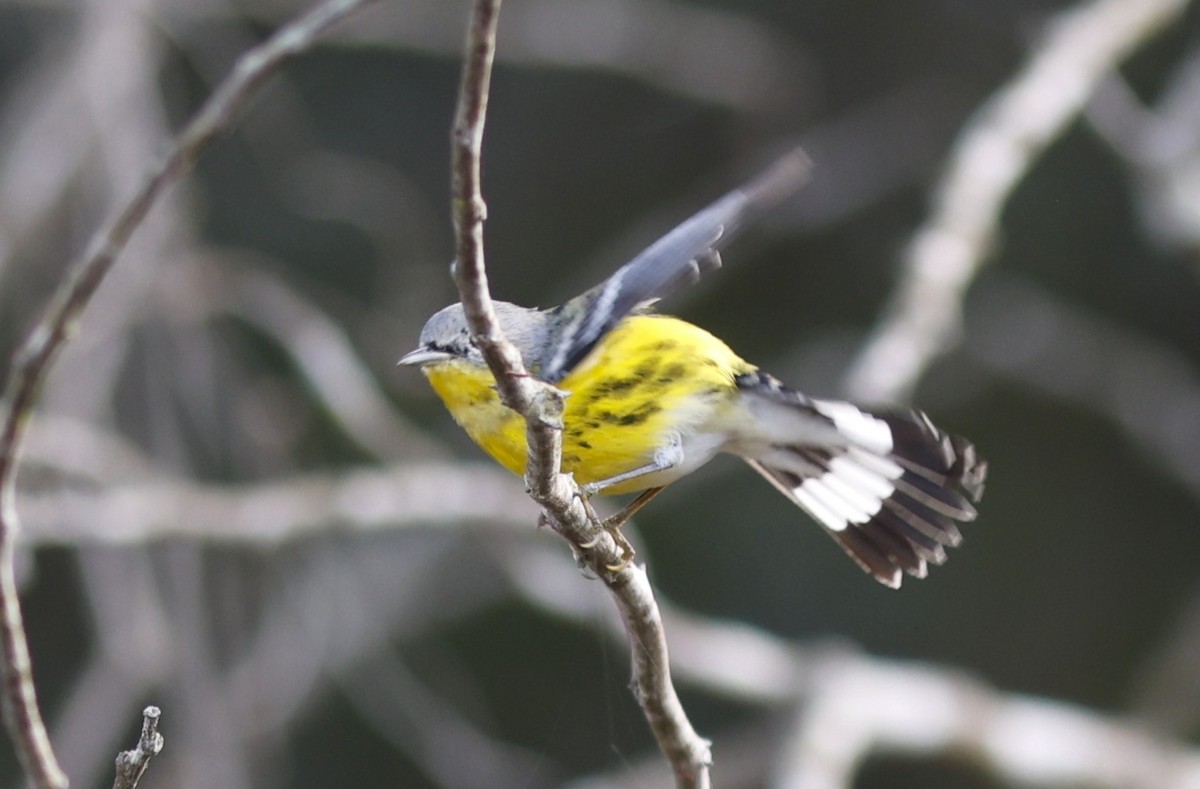 Magnolia Warbler - ML647908483