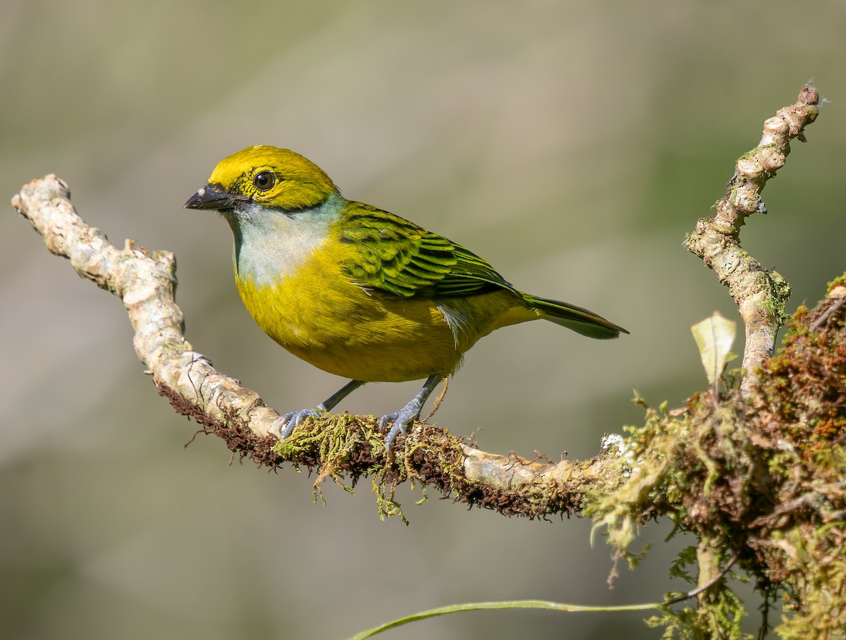 Silver-throated Tanager - ML647908484