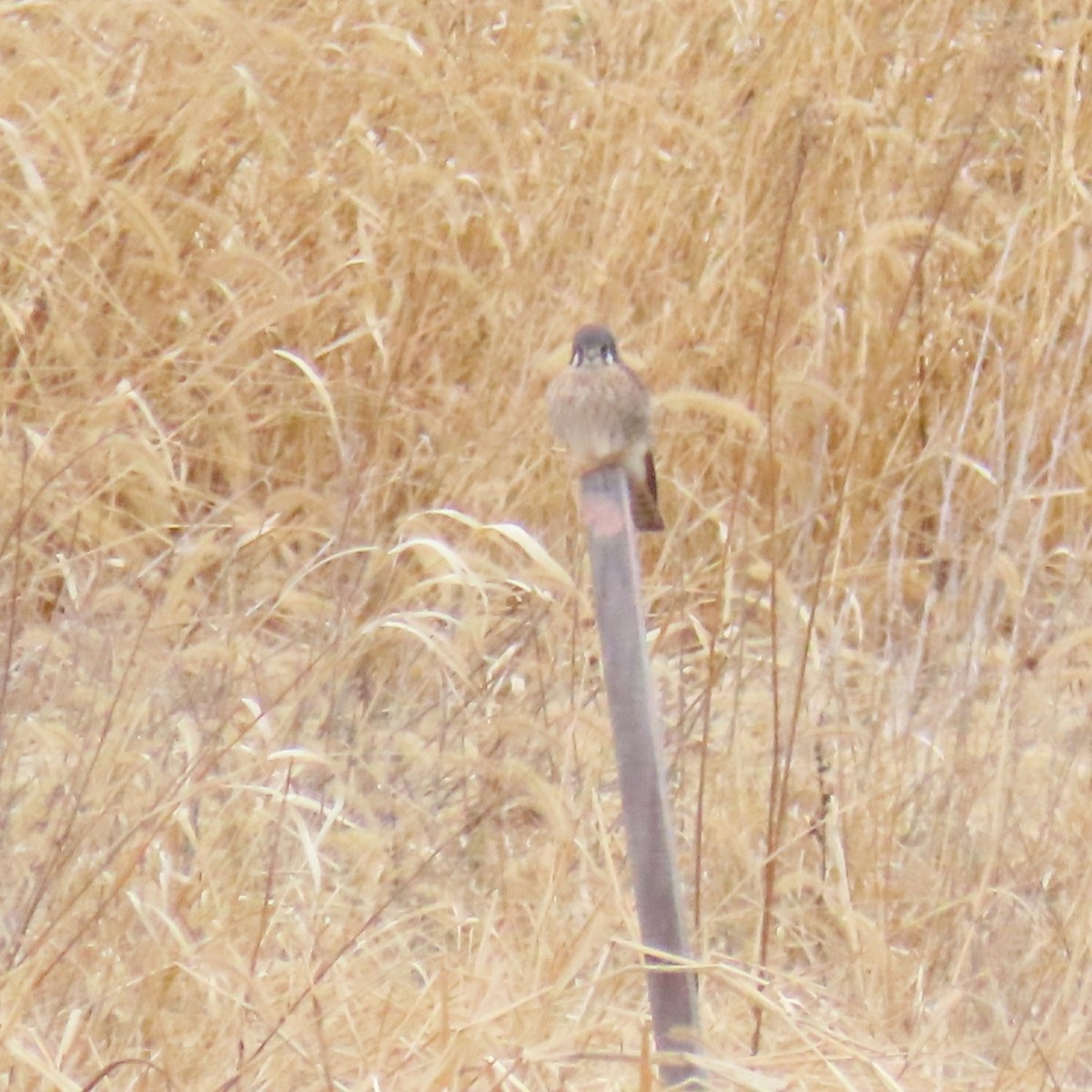American Kestrel - ML647908485