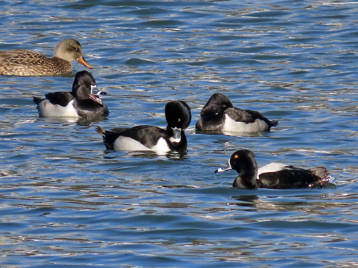 環頸潛鴨 - ML647908487