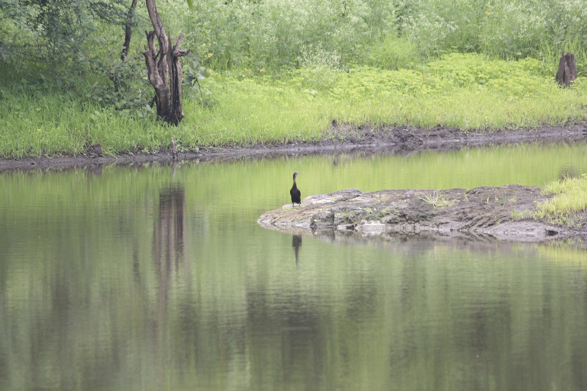 Little Cormorant - ML647908488