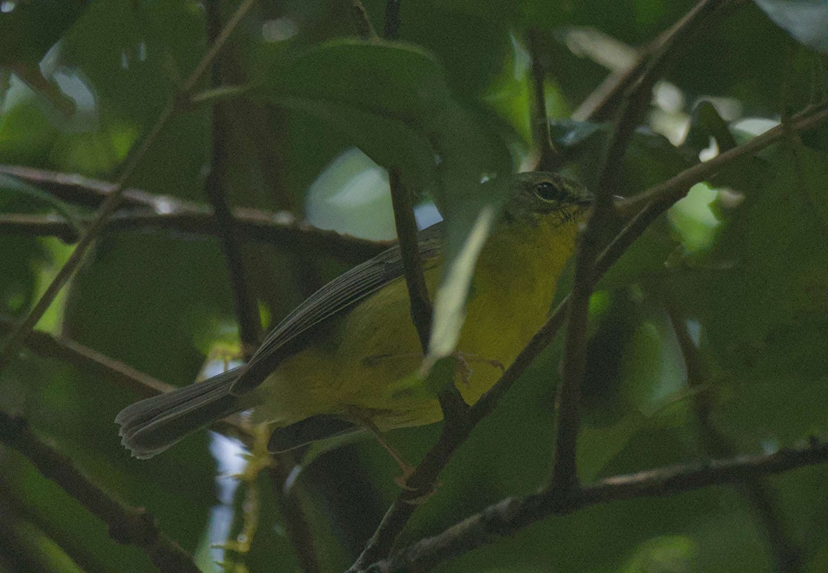 Golden-crowned Warbler - ML647908490