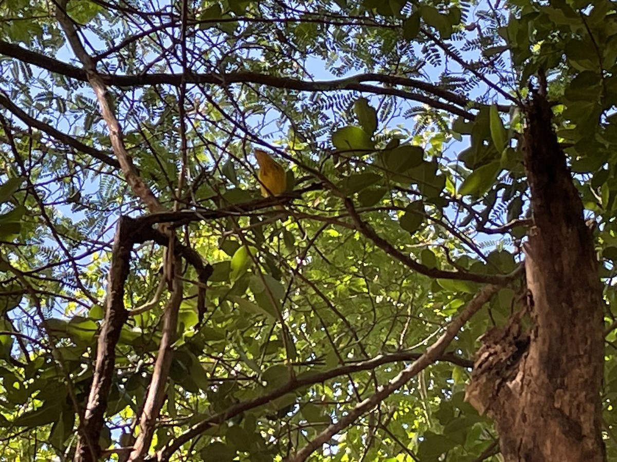 Mangrove Yellow Warbler - ML647908491