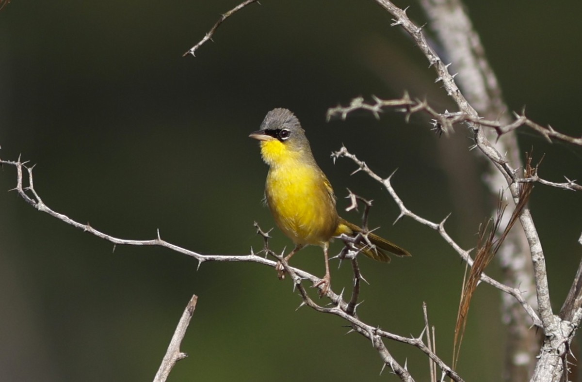 Gray-crowned Yellowthroat - ML647908492