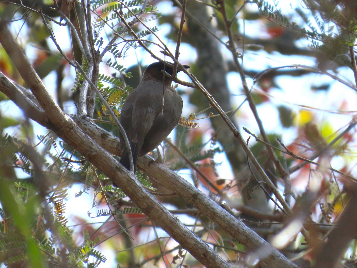 Common Bulbul (Dark-capped) - ML647908493