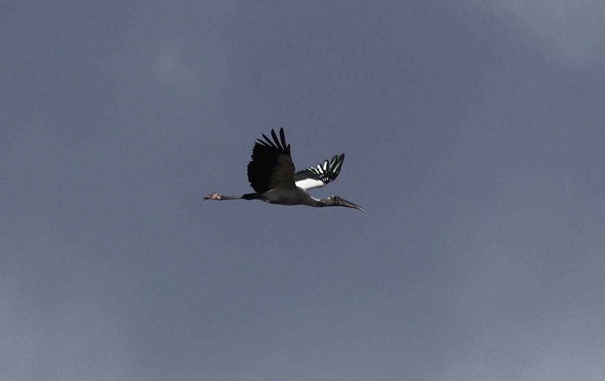 Tántalo Americano - ML647908504