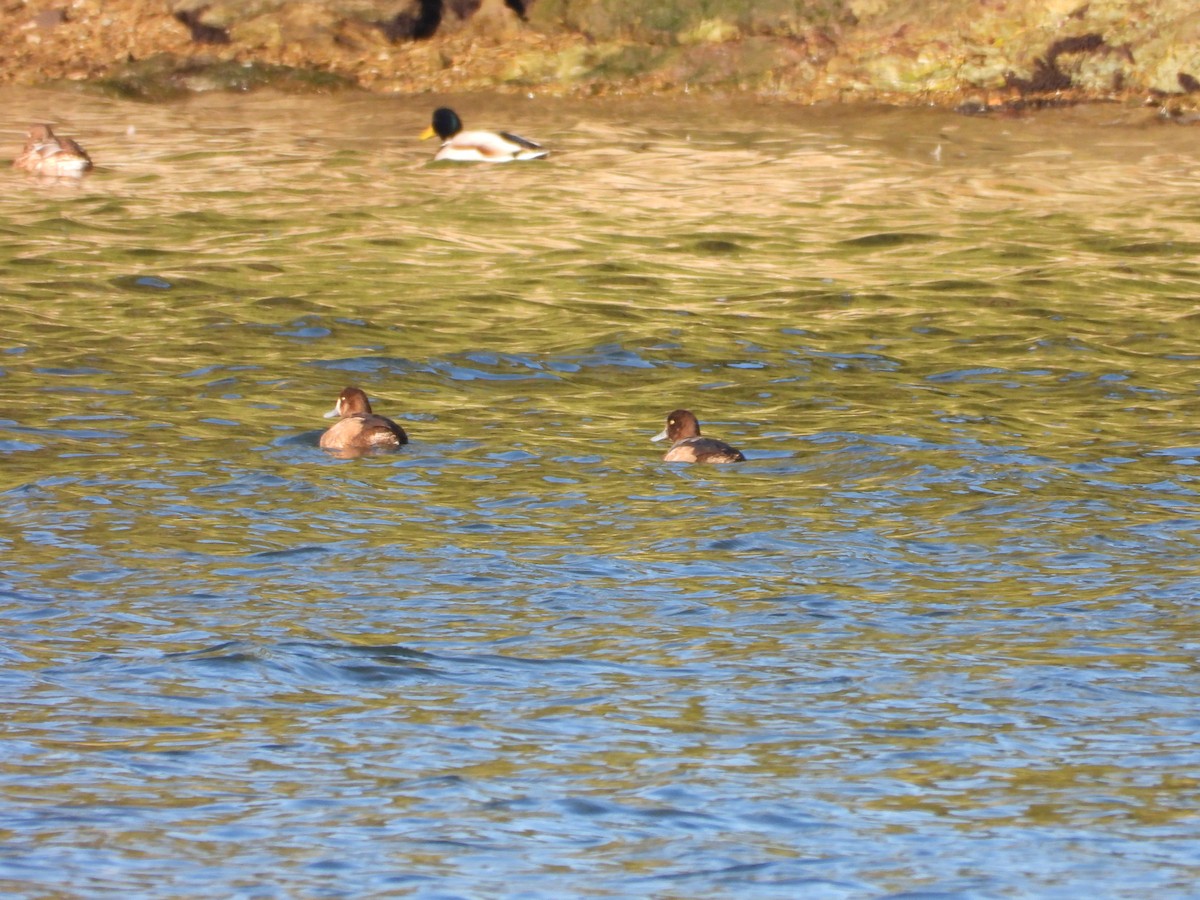 Greater Scaup - ML647908542