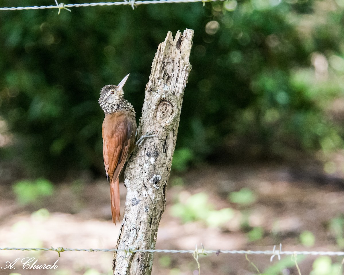 Straight-billed Woodcreeper - ML647908547