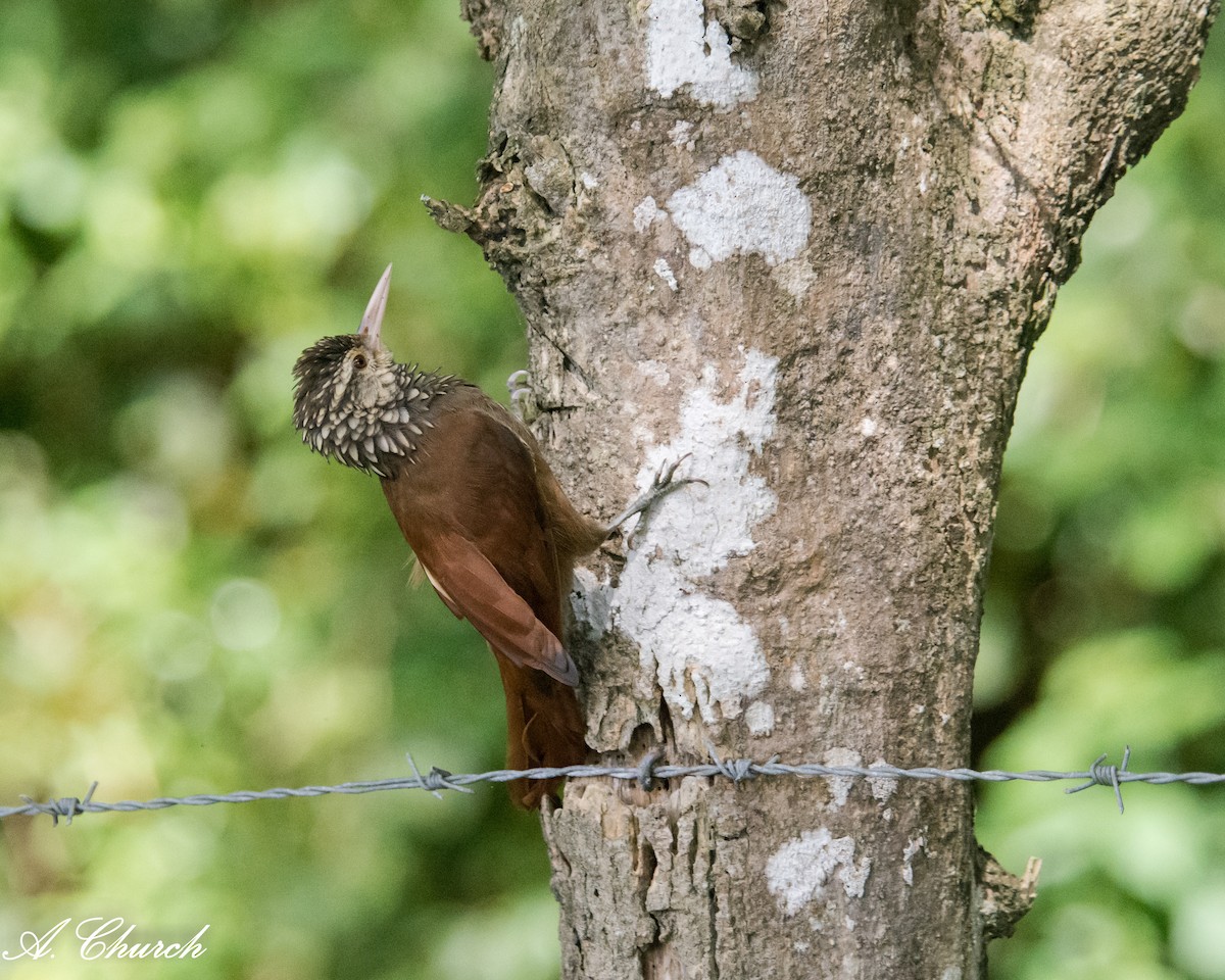 Straight-billed Woodcreeper - ML647908548